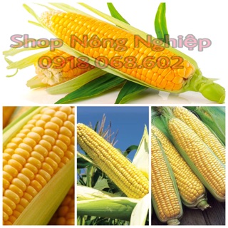 Hạt giống Bắp Ngọt (Bắp Mỹ) F1 siêu năng xuất.