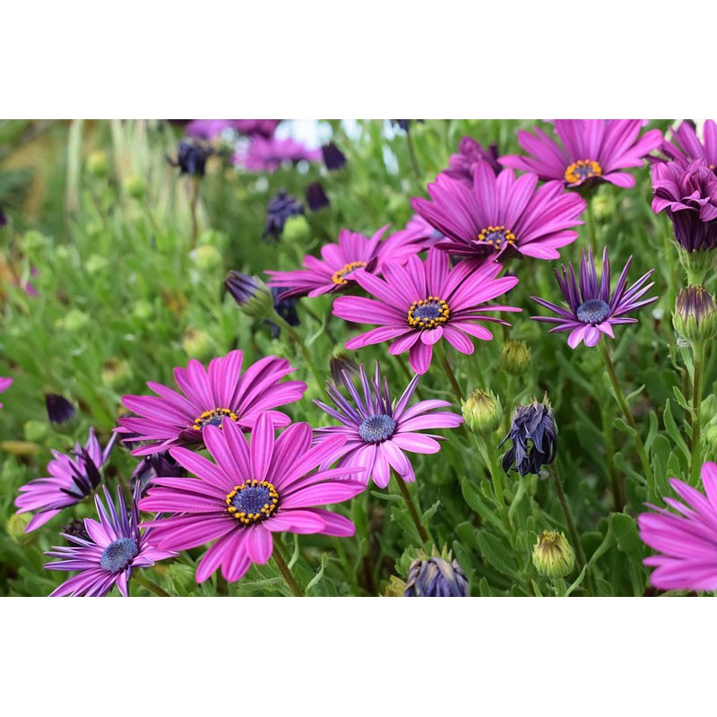 Hạt giống HOA CÚC Châu phi F1 - Gói 0,5 gram