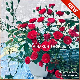 Hoa hồng Chum Son siêu hoa MinaKun Shop