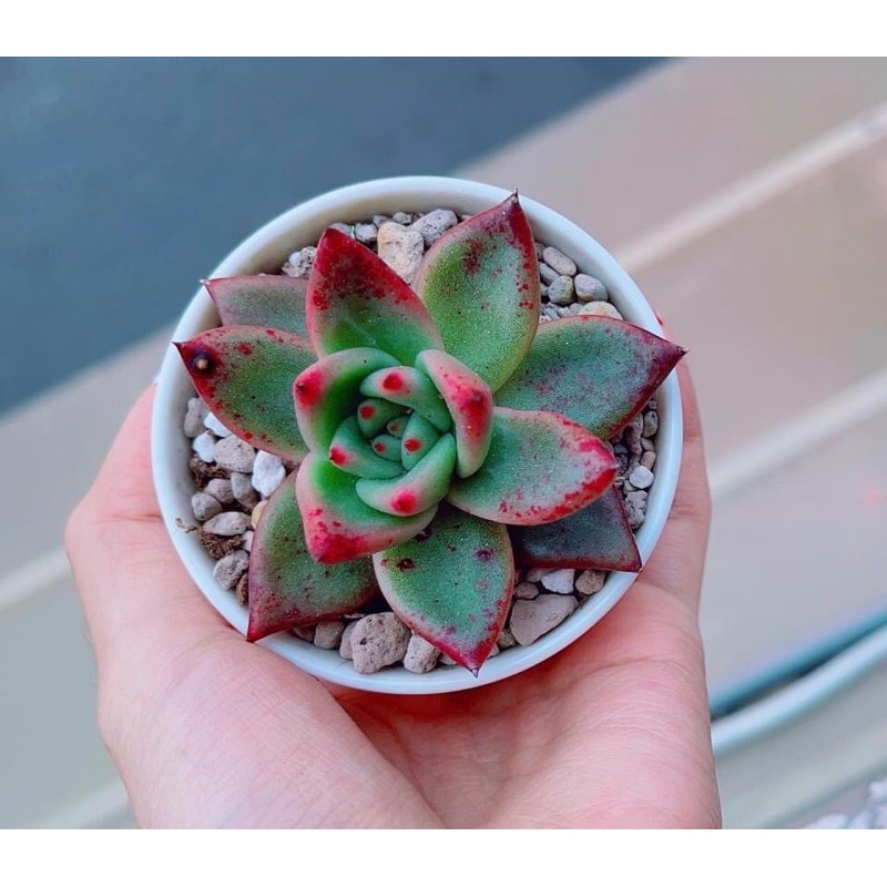 SEN ĐÁ ĐẾ VƯƠNG ĐỎ