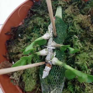 Phi điệp phú thọ