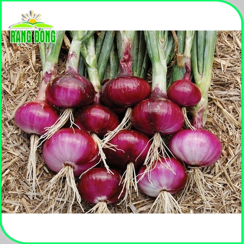 Hạt giống Hành Tây Đỏ (hành tây tím) củ to, trồng quanh năm (gói 2gr) - Hạt giống Rạng Đông