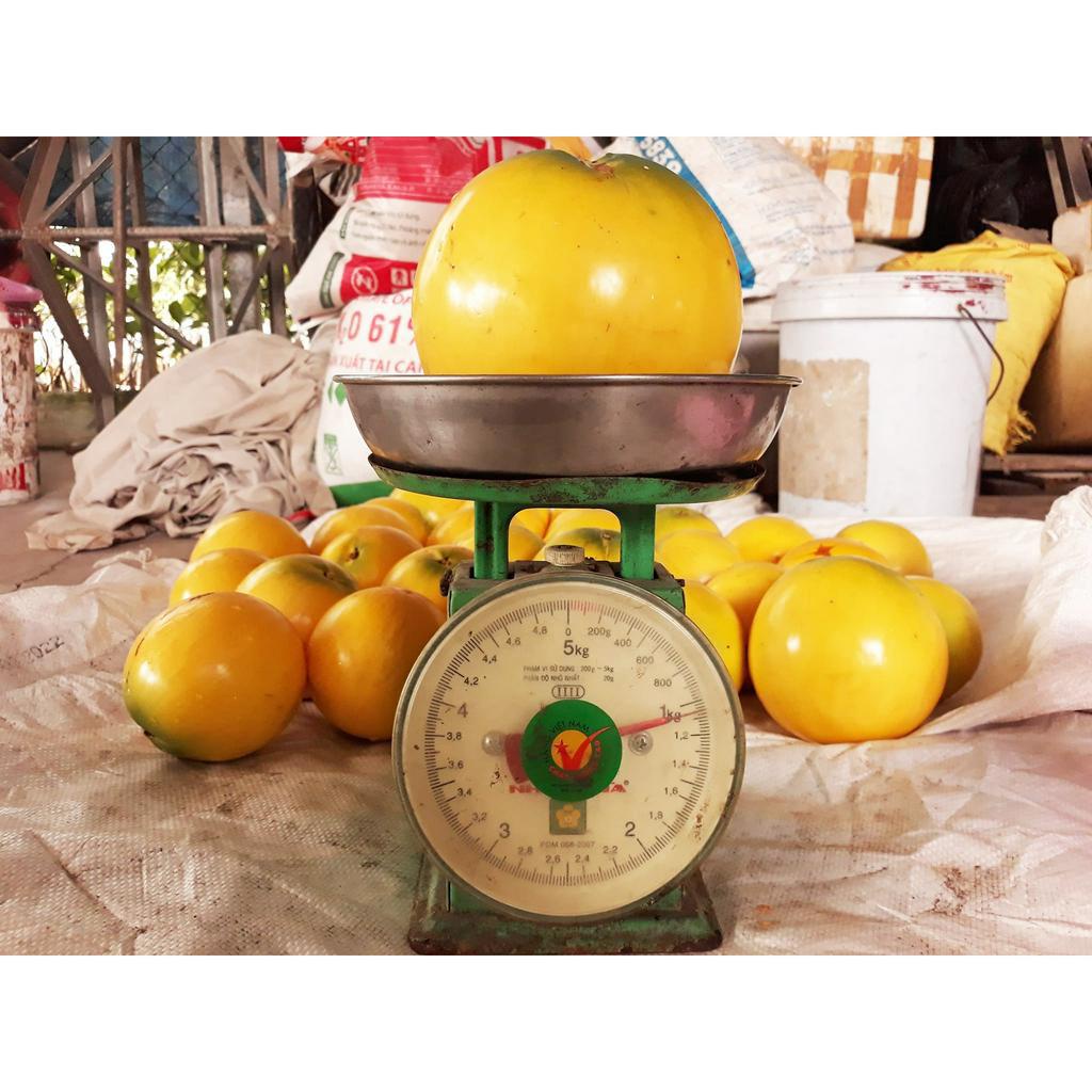 Cây giống Vú Sữa Hoàng Kim gieo hạt Cây cao từ 35cm - 40 cm  #vú_sữa_hoàng_kim #cây_giống