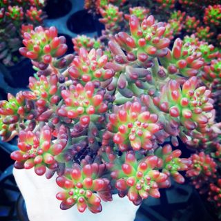 Sen đá chuỗi ngọc đứng hồng