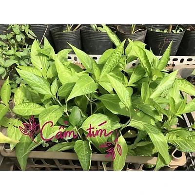 Cây lá cẩm tím giống