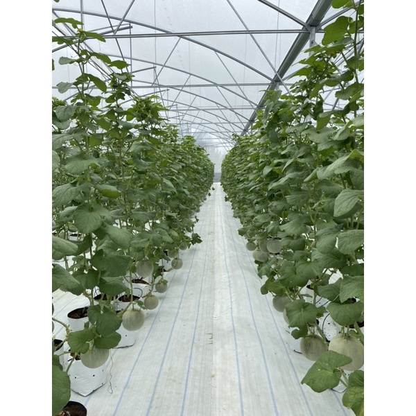 Phân Bón NPK 20-20-20+TE  - Nhập Khẩu Châu Âu