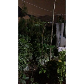 Cây Vả Mật