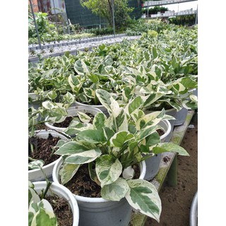 trầu bà Ngọc thủy