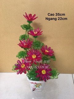 Chậu hoa súng