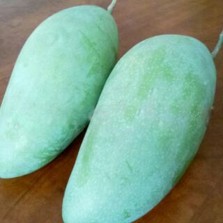 bầu cây xoài thái cây đẹp.