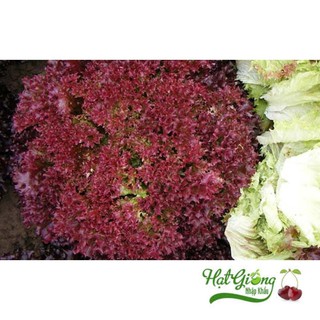 Hat giống rau xà lách xoăn tím 5GR LINH NGOC
