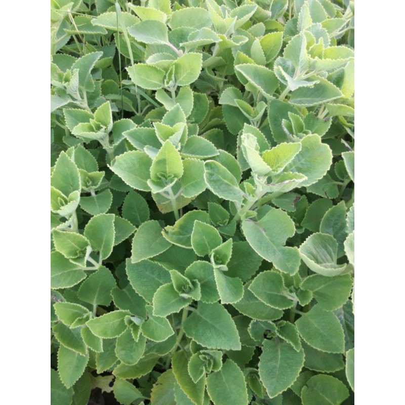 0.5kg  LÁ HÚNG CHANH TƯƠI SẠCH ĐỂ TRƯNG SIRO CHO BÉ