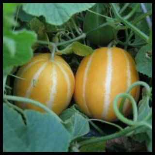 Bán Hạt Giống Dưa Thơm Hàn Quốc-20 hạt hàng chuẩn