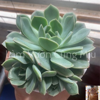 Sen Đá Xanh Khía (Sen Thái) (Sen đất xanh) 🧊🧊🧊 Size Trung
