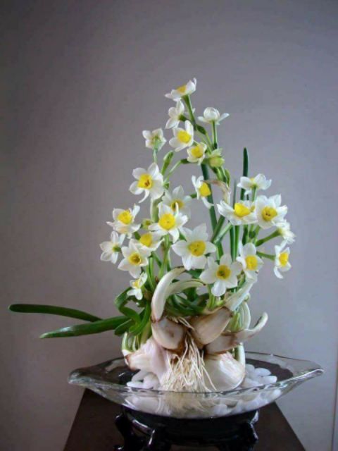 Củ Hoa Thủy Tiên Nước Hoa Trắng Nhụy Vàng