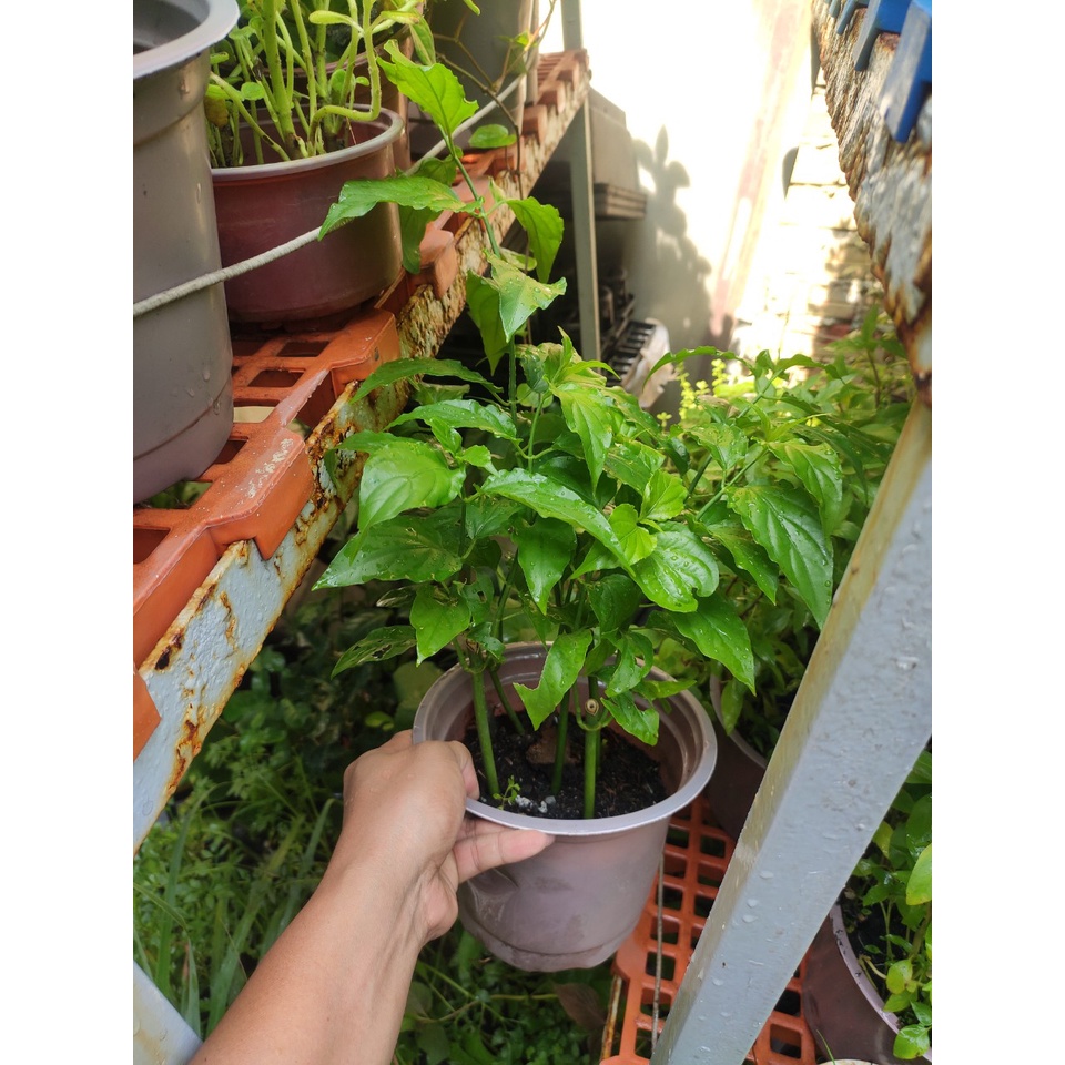 Cây xương khỉ (bìm bịp) mảnh cộng, hay lá cầm, cây mộng cộng ưu độn thảo - Clinacanthus Nutans {hình thật}