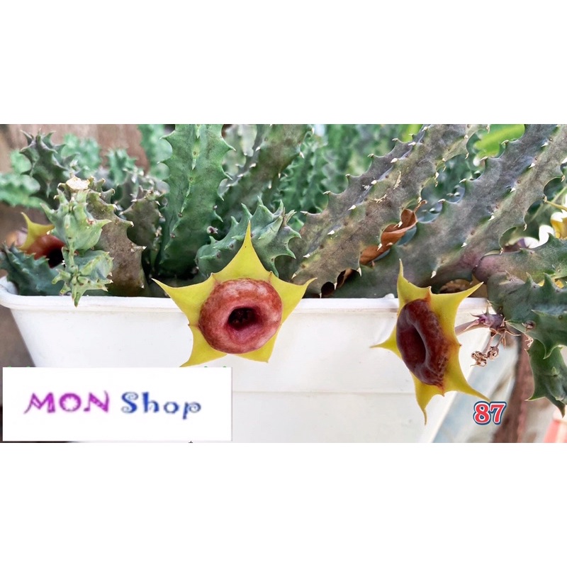 Xương rồng sao biển hoa vàng 5 cánh dễ thương