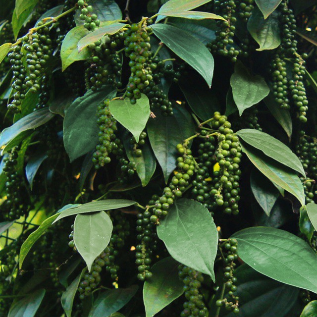 Hạt tiêu đen Long Khánh nhà trồng sạch 100% 1KG