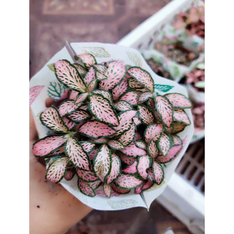 Combo 7 chậu cẩm nhung nhiều màu đẹp