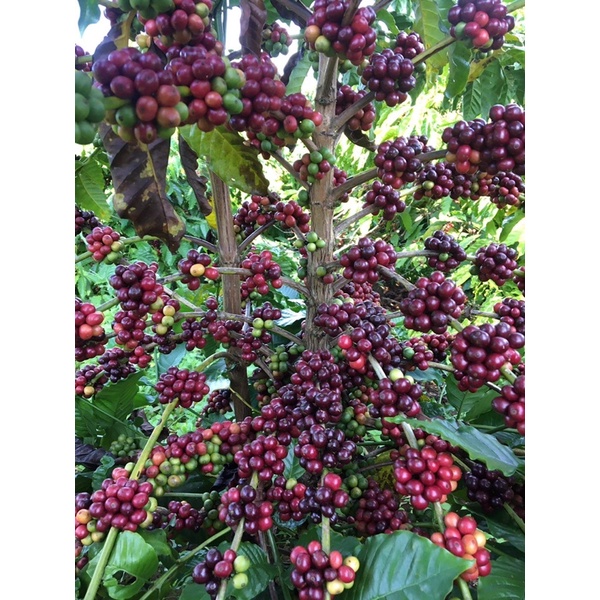 (Siêu Vocher) Cà phê Robusta vụ mùa mới - Rang mộc đậm đà chuẩn vị pha phin pha máy | BigBuy360 - bigbuy360.vn