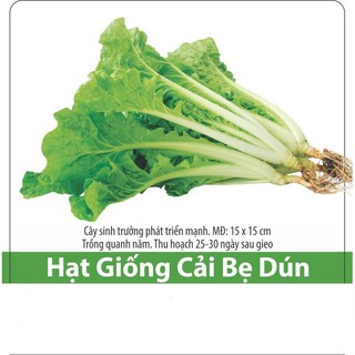 Hạt Giống Cải Bẹ Dún Giòn Ngọt, Dễ Trồng 10gr