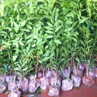 Cây giống vối nếp