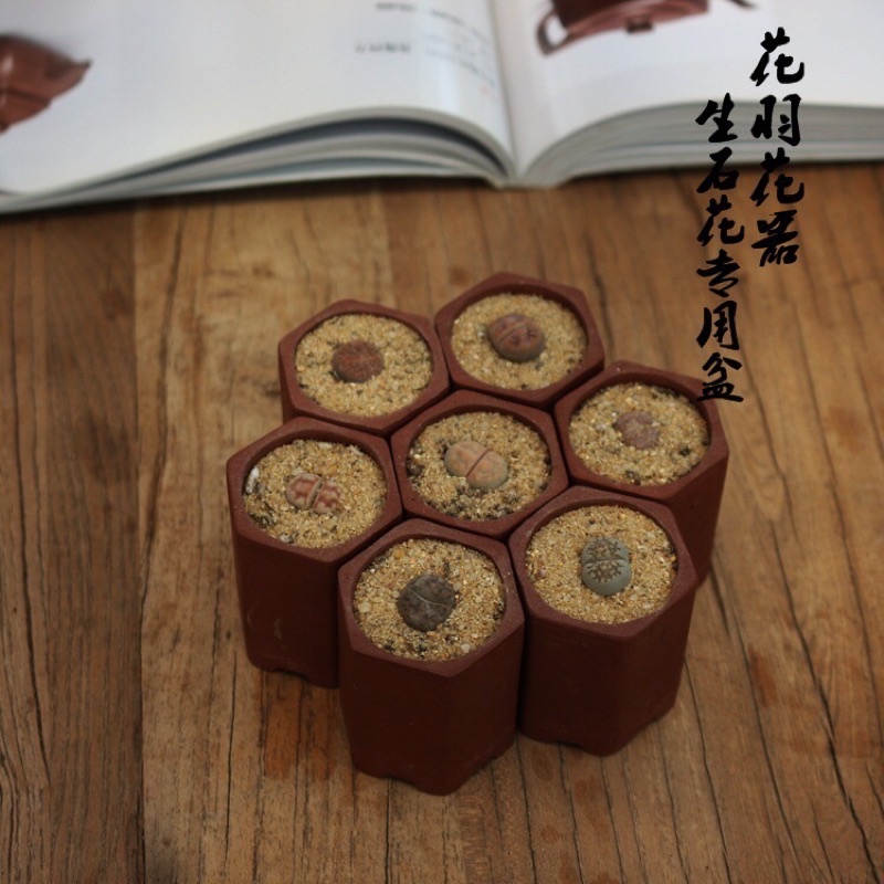Chậu Tầu lục giác đỏ.