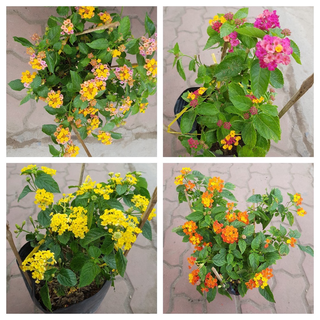 Phân bò khô ủ hoai đã qua xử lí tốt cho rau màu 10dm3  lượng hữu cơ cao, giúp tăng độ mùn, làm đất trở nên tơi xốp