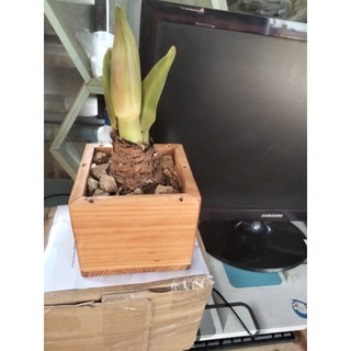 Chậu gỗ vuông 12cm