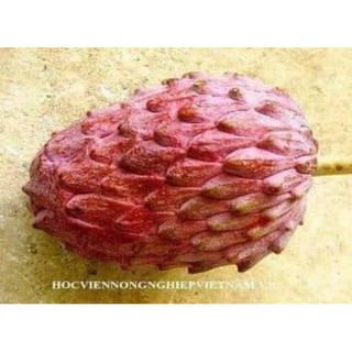 sản phẩm CÂY NA ĐỎ CAO SẢN