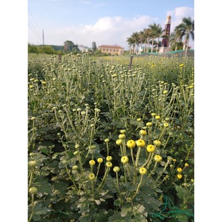 cây 10 nụ hoa cúc vàng cả gốc rễ