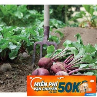 2g Hạt giống Củ Dền Đỏ (tặng gói kích nẩy mầm và hướng dẫn) LuckyseadTG