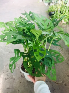 TRẦU BÀ LÁ LỔ