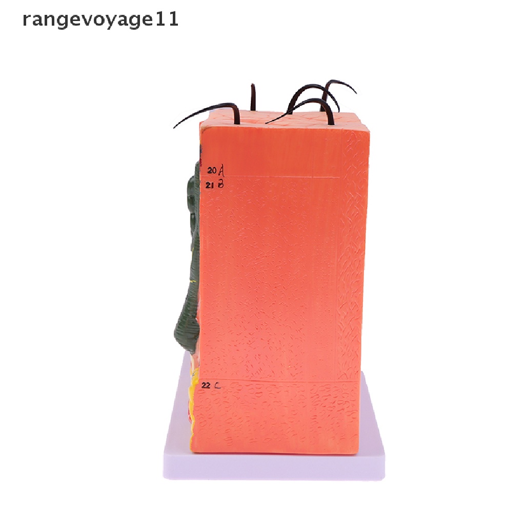 Mô Hình Cấu Trúc Da Người 35 / 50 Giờ