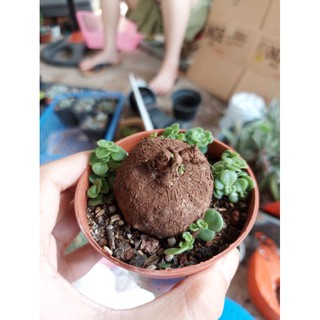 củ bình vôi ta