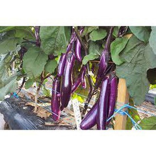 20 hạt giống cà tím dài