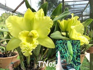 [Rẻ Vô Địch] Lan Cattleya 1 Lá