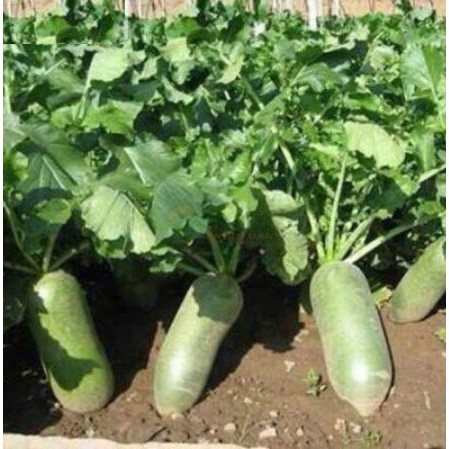 Hạt Giống Củ Cải Đường Xanh Kèm Kích Mầm và quà tặng