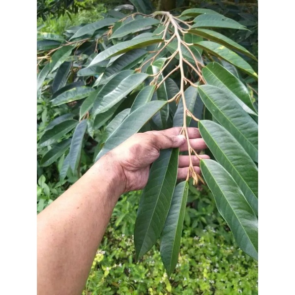 CHUYÊN ĐỌT LÁ - Phân bón vi lượng AMINO 7777 Abio can 5 Lít