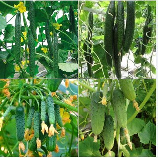 Combo 2 gói hạt giống dưa chuột (1 gói dưa chuột baby chùm +1 gói dưa chuột dài )