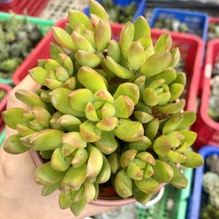 Sen đá đá vàng chậu to 10cm