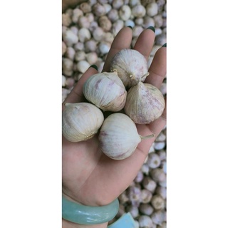 Tỏi cô đơn sp chất lượng 1kg