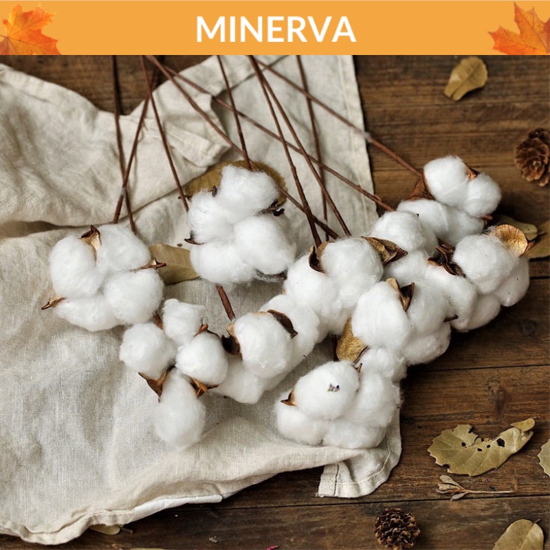 [TRANG TRÍ] Hoa bông gòn cotton cắm hoa khô , trang trí nhà cửa, phụ kiện chụp ảnh sản phẩm