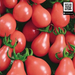 Hạt giống cà chua lê đỏ (cà chua bi hồ lô đỏ)