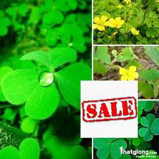 200 hạt giống cỏ ba lá SALE