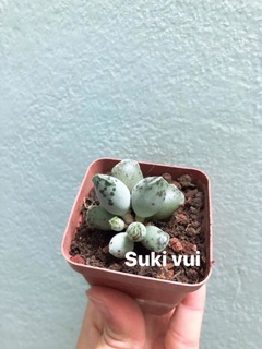 Sen đá hải cẩu