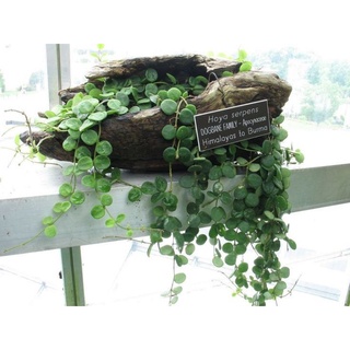 Chậu cây cúc áo - peperomia - trang trí tiểu cảnh