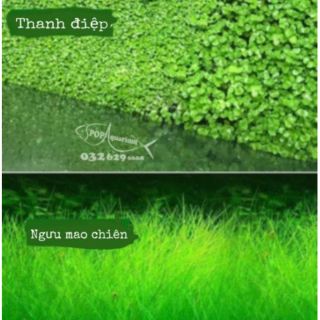 Hạt mầm ngưu mao chiên, thanh điệp lá nhỏ