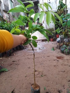Cây giống vải thiều