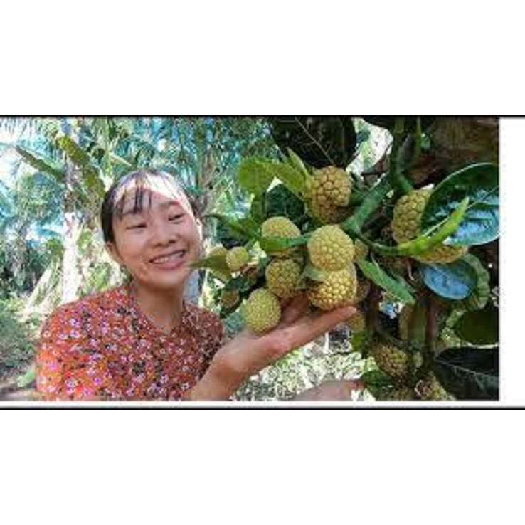 Cây Giống Mít mơ